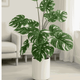 Monstera / 80cm