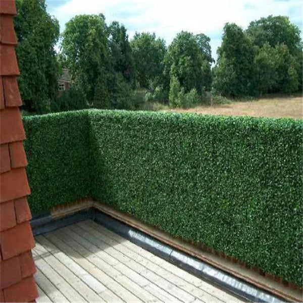 Boxwood Hedge XXL