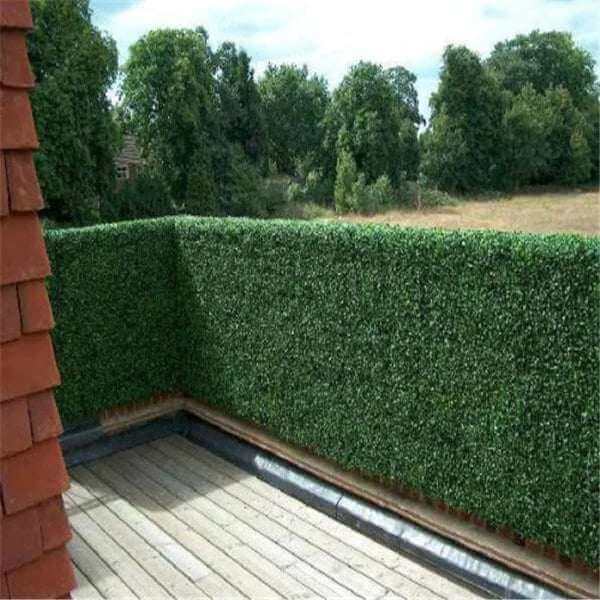 Boxwood Hedge / 150cm x 120cm x 30cm