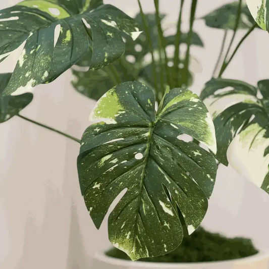 Monstera / 80 cm