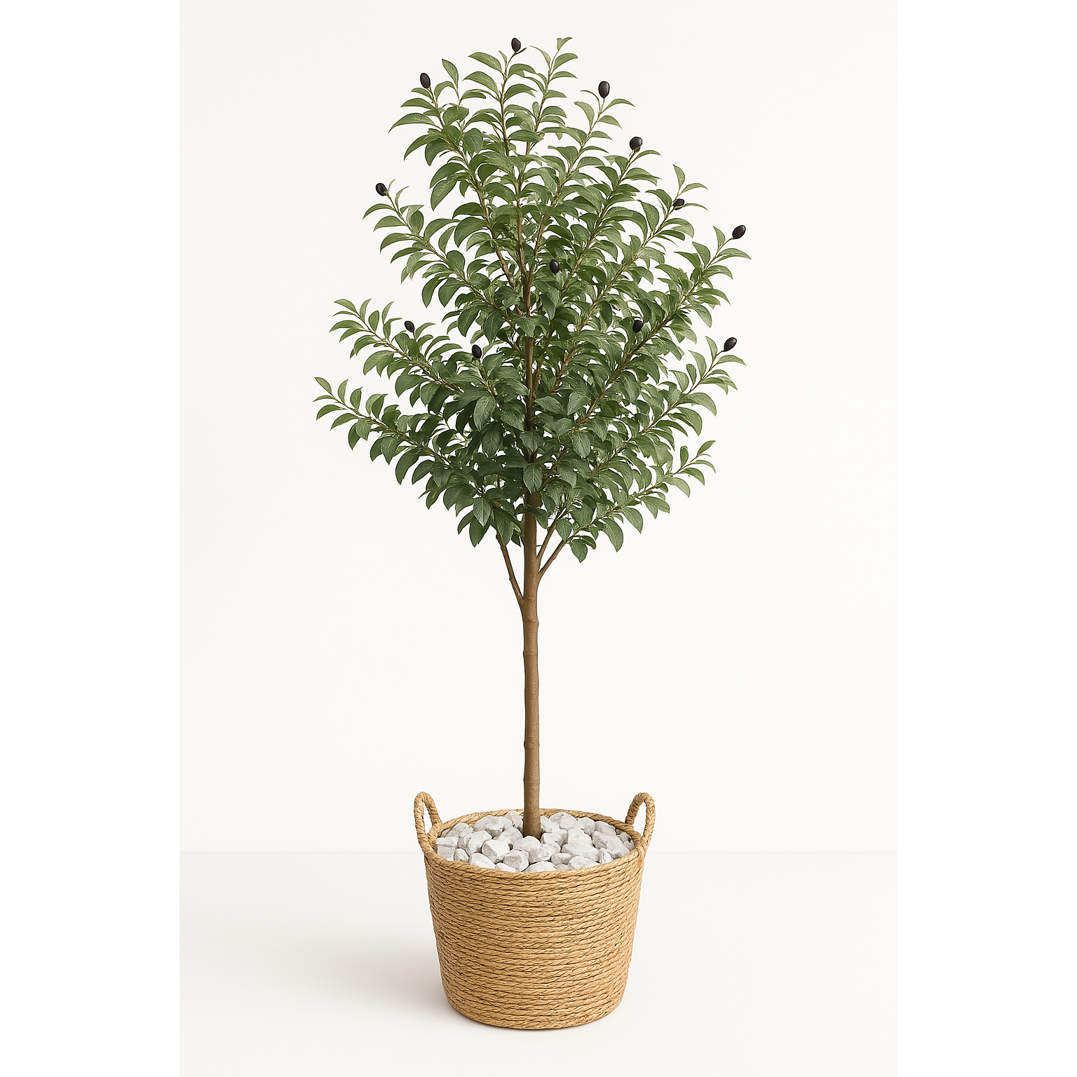 Oliven Baum XXL/ 60cm-180cm