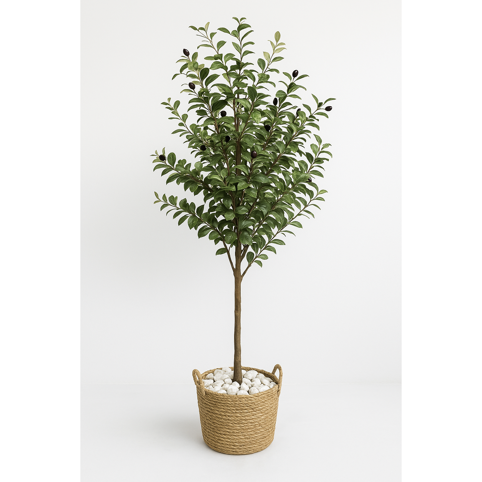 Oliven Baum XXL/ 60cm-180cm