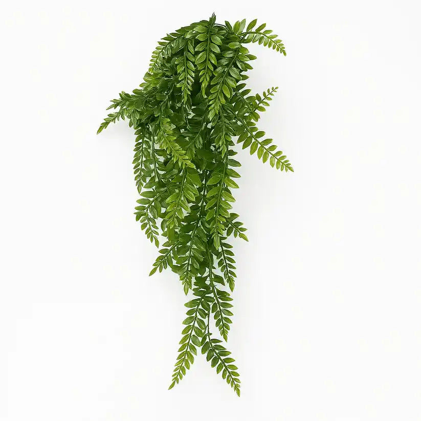 Farne Hängepflanze 60cm als grüne Wanddekoration mit filigranen Ranken