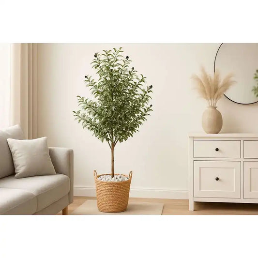 Olivenbaum / 60 cm-180 cm